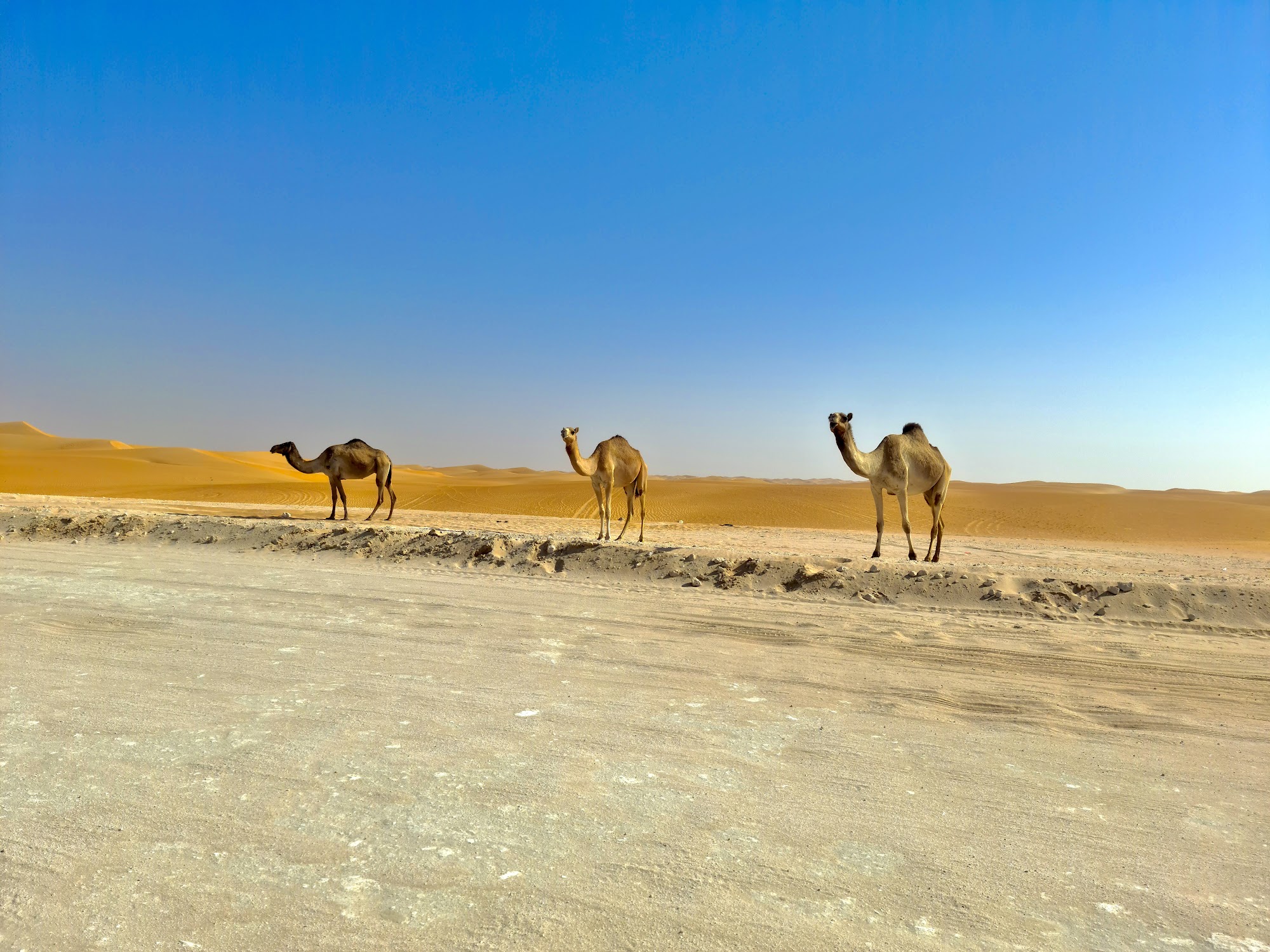 Experience thrilling dune bashing in the Arabian desert