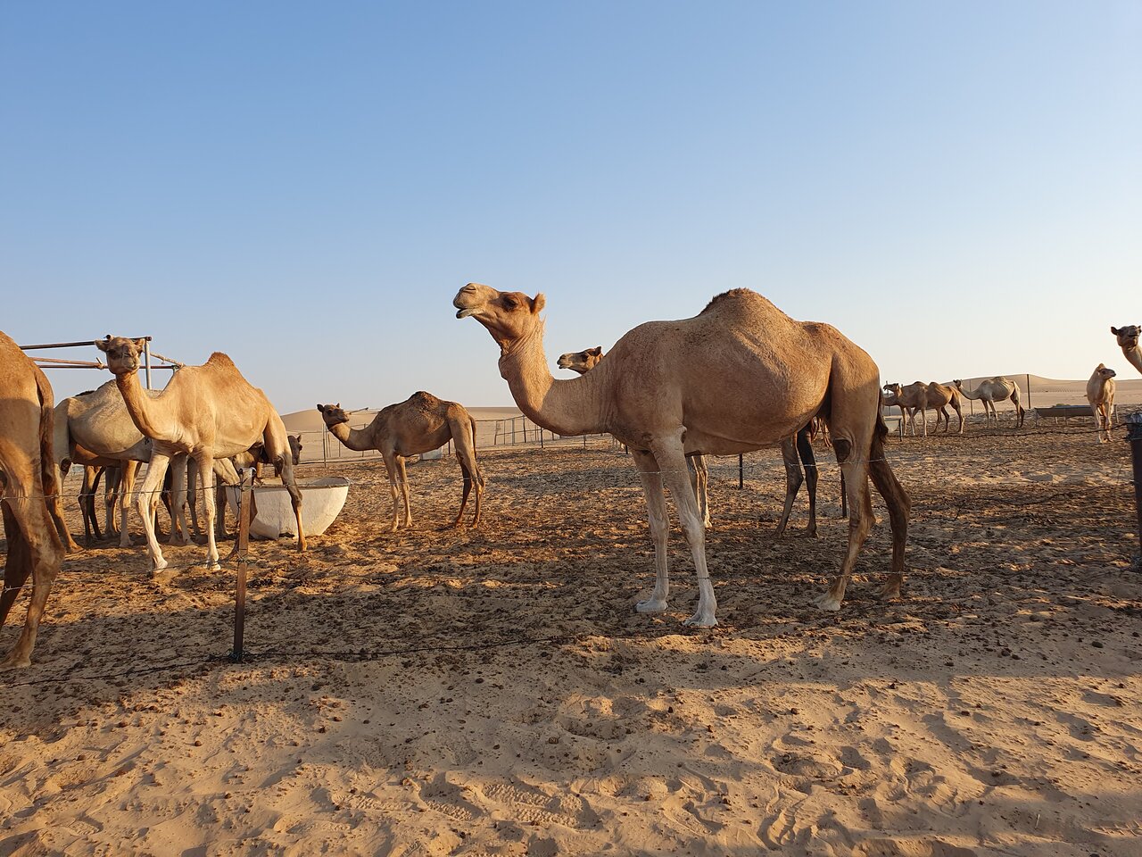 Abu Dhabi Private Evening Desert Tour with Table Service (Copy)